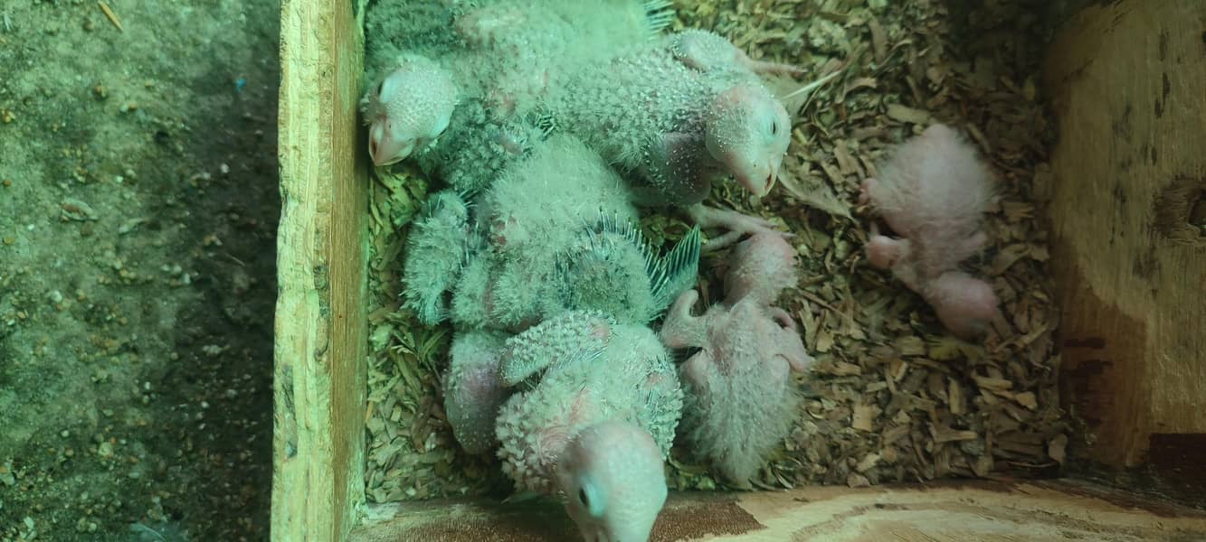 pineapple conure chick 0