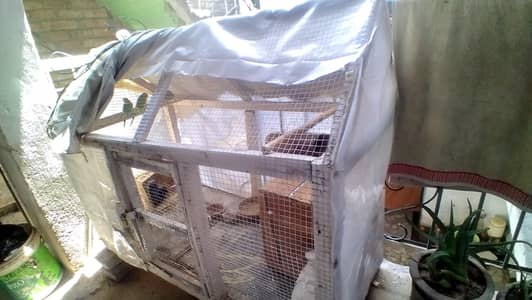 1 cage with 5 parrots