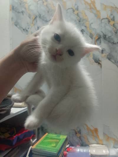 It's age is about one month and some days.