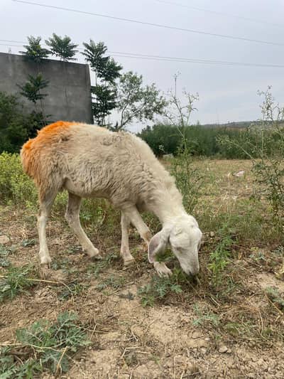 Sheep for Qurbani