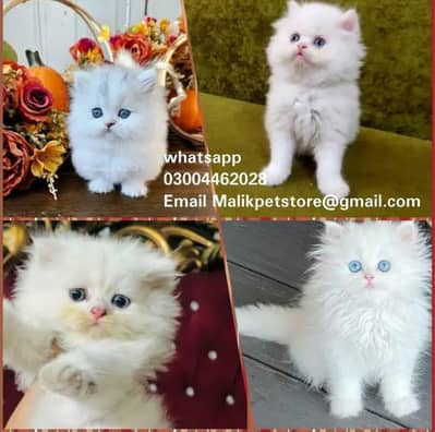 percian kiten Availble  whatsapo 03004462028