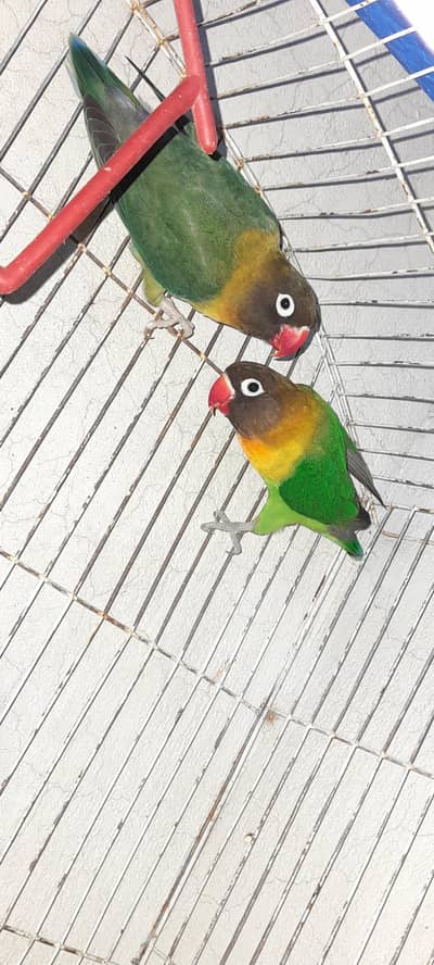 love bird pair for sale