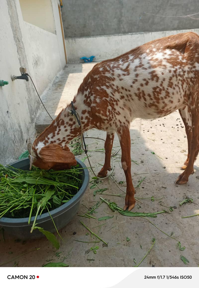 bakri 1