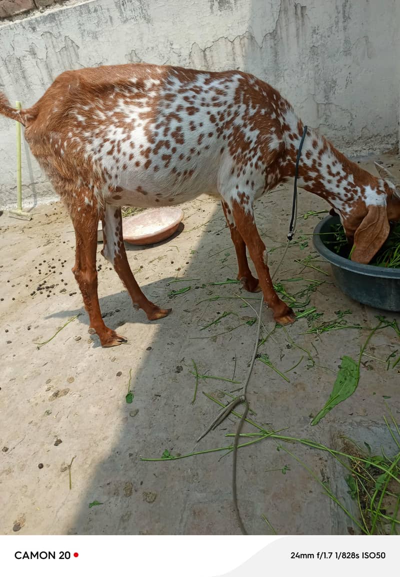 bakri 2