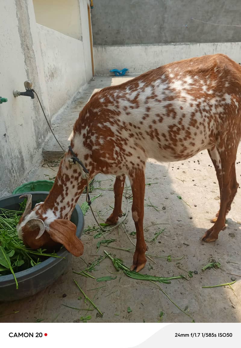 bakri 3