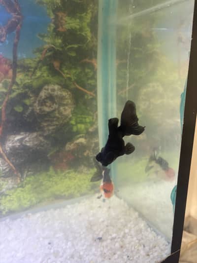 Oranda goldfish blackmorr fish aquarium animal