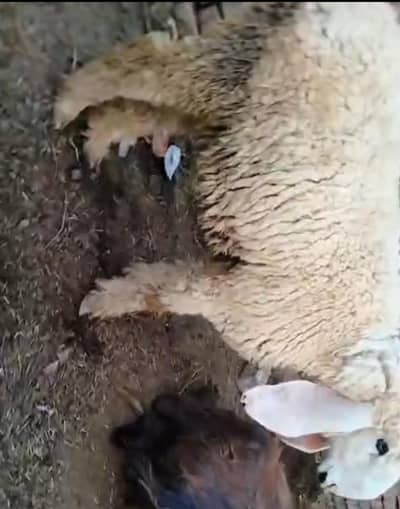 Kajla  Available for Qurbani 2026 Khunsurat Cheez j