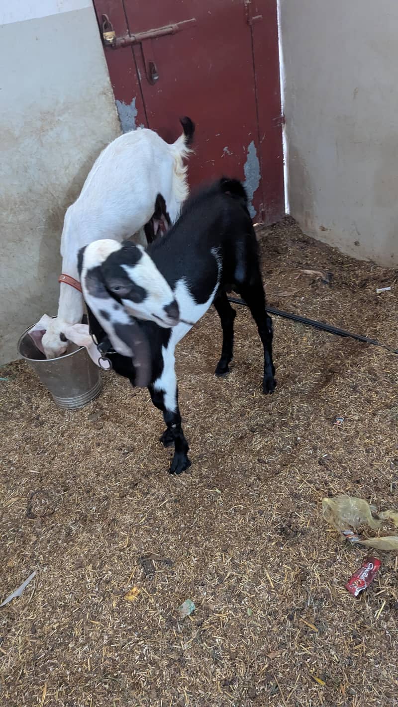 goats 1