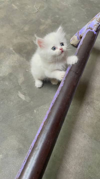 Persian baby kitten,white color,male