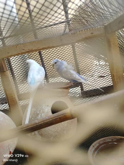 hogoromo parrot sale
