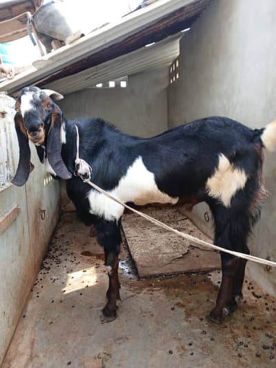 heavy bakra