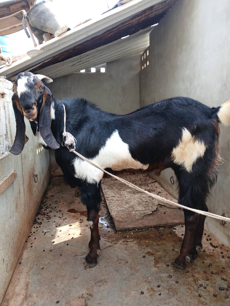 heavy bakra 0