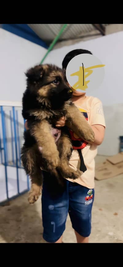 German Shepherd puppies|long coat German Shepherd |gsd puppy |gsd dog