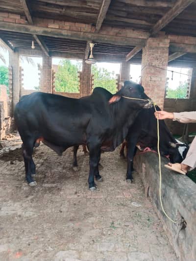 bacha qurbani 2026