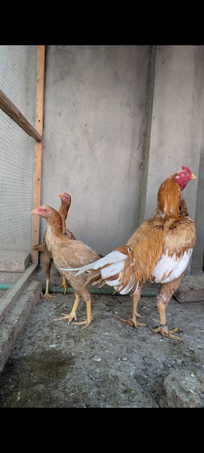 Pure Pakistani breed