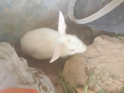 Rabbit for sale