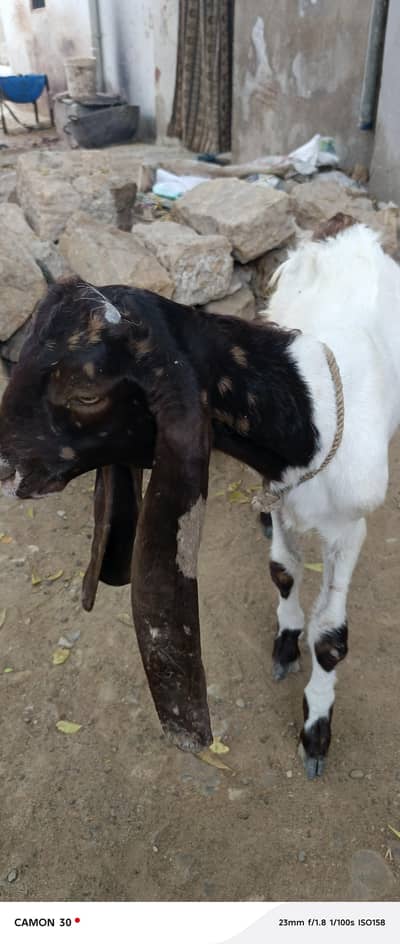 bakra