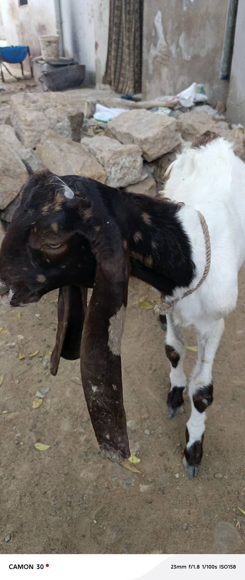 bakra 0