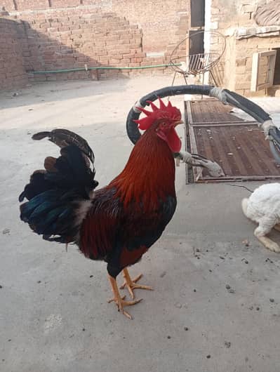 Desi Red murga 
