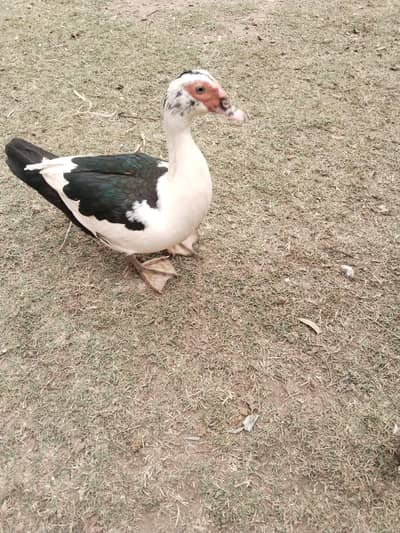 muscovy duck for sale 2 female
