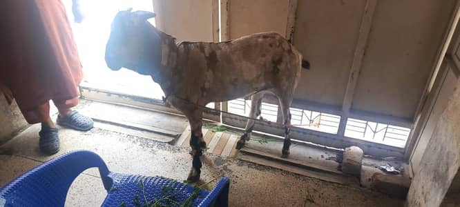 bakra ha donda  2dant heavy weight ha gar ka pla howa  ha