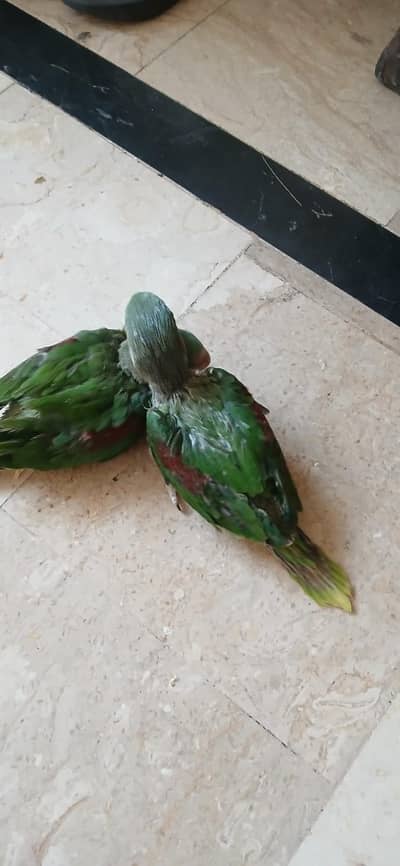 Raw parrot chicks