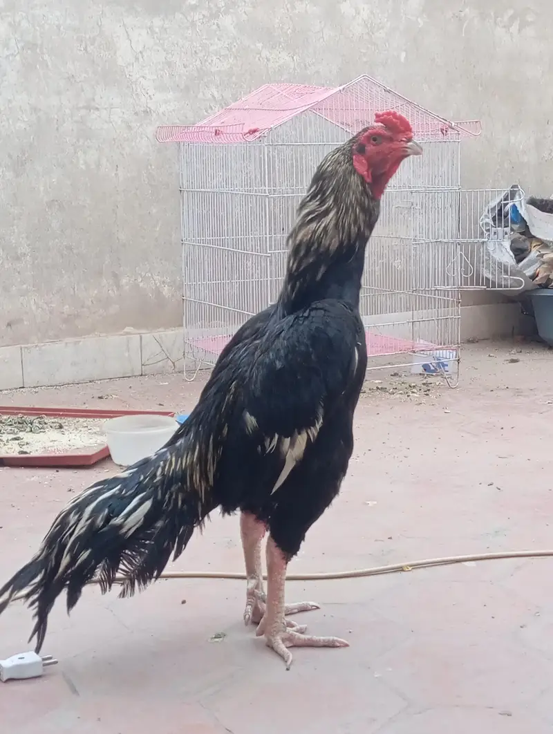 pure Aseel green full fiter Aseel Hen — photo 2