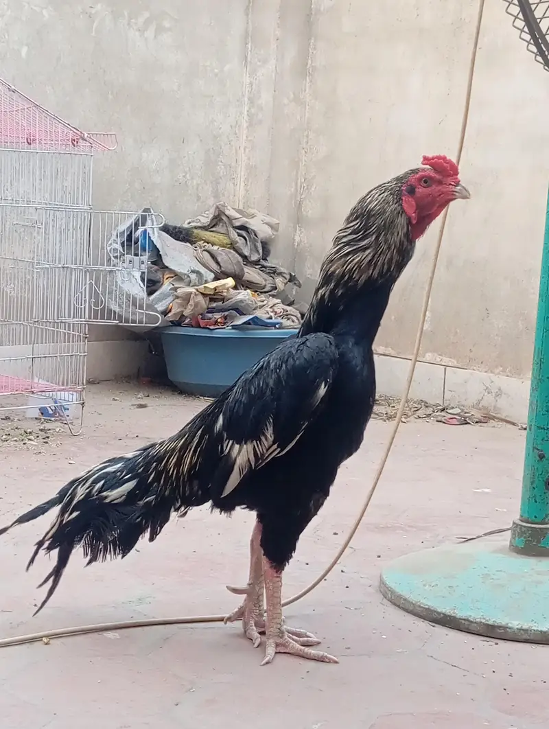 pure Aseel green full fiter Aseel Hen — photo 3