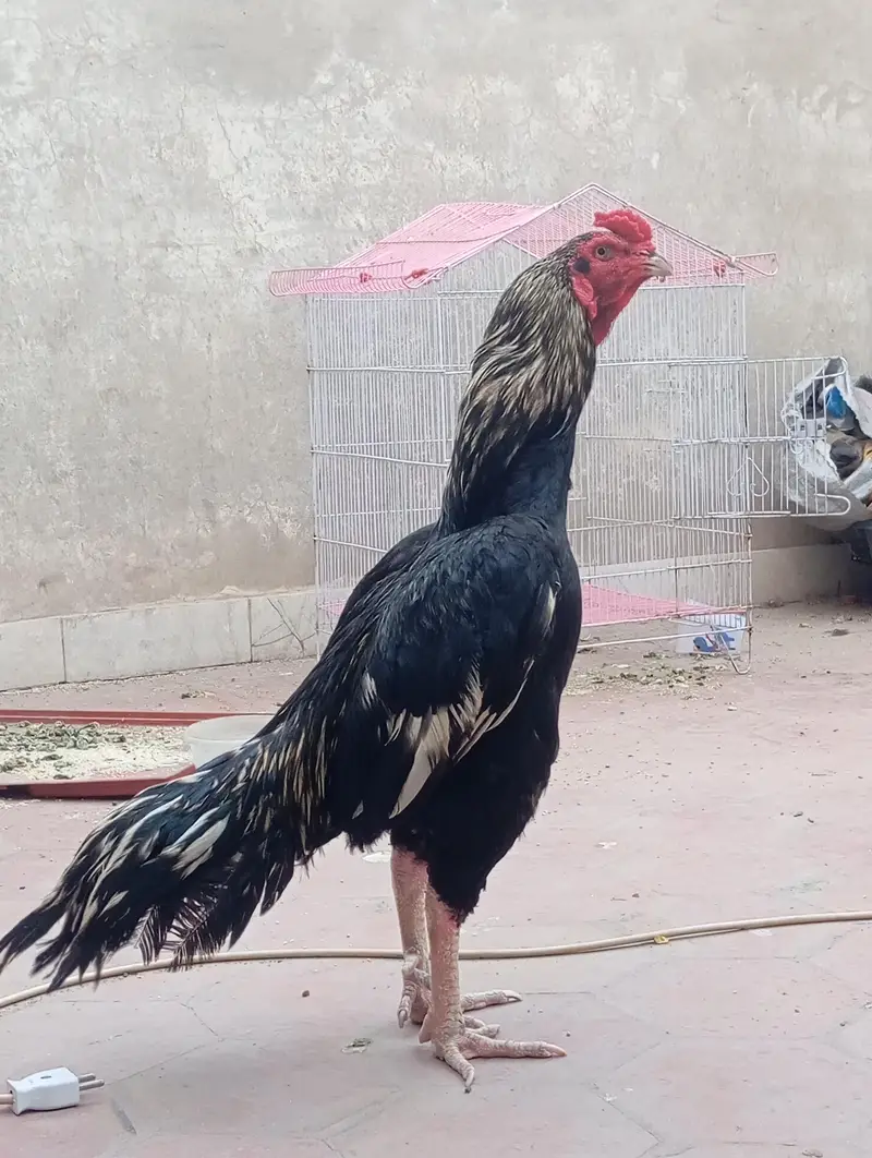 pure Aseel green full fiter Aseel Hen — photo 4
