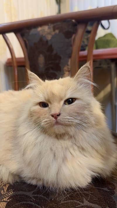 Russian Cat