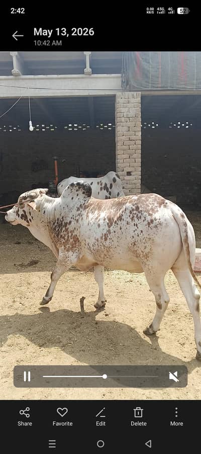 bulls