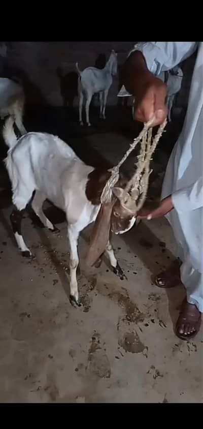 Bakra 03153677749