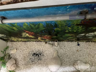 Fishing aquarium