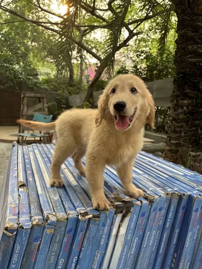 Golden Retriever - KCP Pedigree - 35% off