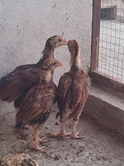 Amroha Aseel chicks