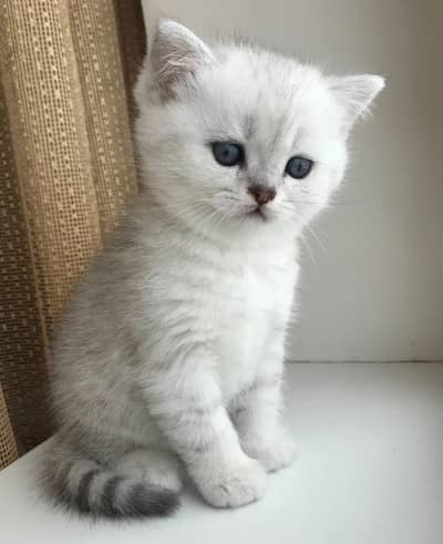 BRITISH SHORT HAIR Male Available