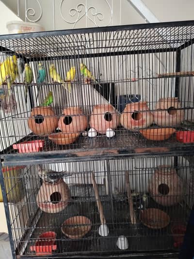 Cocktail and Australian Parrots