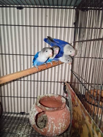 lovebird