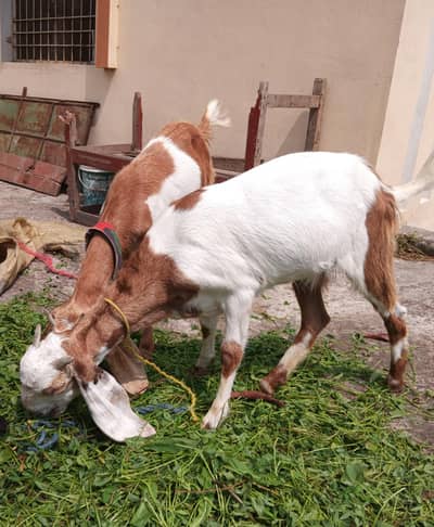 goats for qurbani