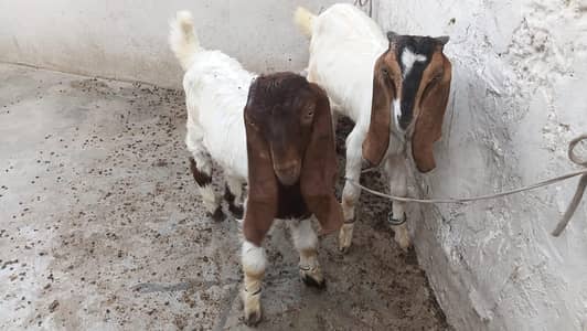 2 bakre for sale
