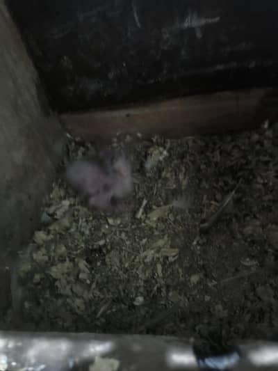 cocktail grey chick