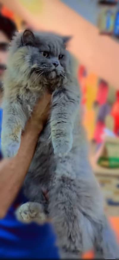 persian cat