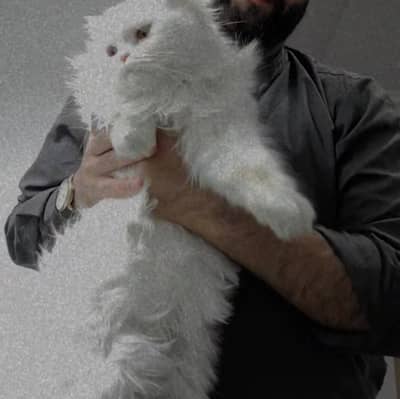Triple Coated Persian Cat (female)