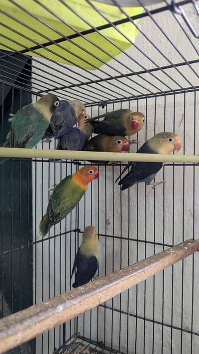 8 Love Birds available