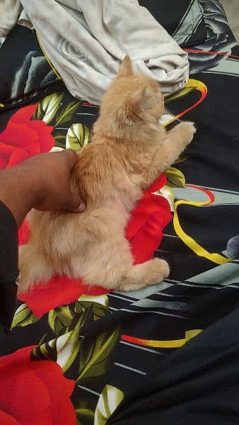 Urgent Sale cat 0*3*0*1*9*4*6*4*3*5*4
