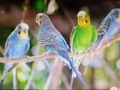 BUDGIE PAIRS AVAILABLE