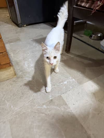 Persian pure white cat odd eyes