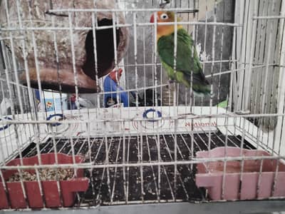 love bird pair