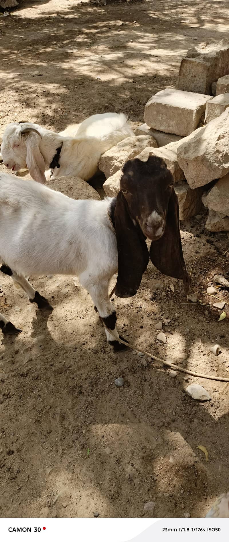 bakra 1