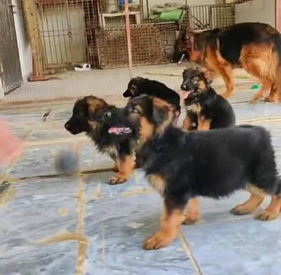 Quality German puppies My WhatsApp number 03484366six58